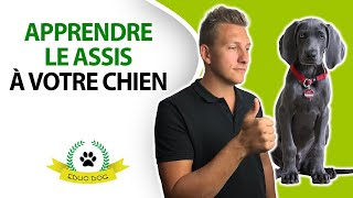 3 étapes FACILES pour apprendre le ASSIS à votre chien [upl. by Duncan]