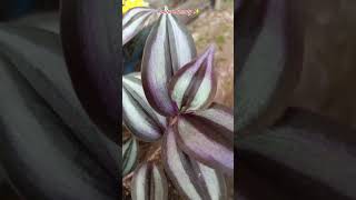 Tradescantia zebrinasilver inch plant ytshorts [upl. by Assertal]