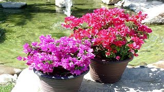 4 Tips To Grow Bougainvillea At Home  Gardening Tips [upl. by Johnna418]