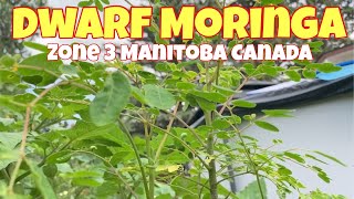 Dwarf Moringa  start indoor grow outdoor  zone 3 Manitoba Canada [upl. by Atinit]