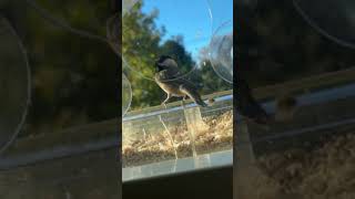 Chickadee at the Feeder in Slow Motion [upl. by Otanutrof286]