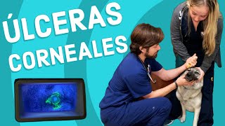 Úlcera Corneal en Perros [upl. by Ardeahp]