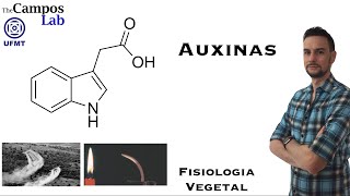 Auxinas 23 Funções Biológicas [upl. by Shapiro]