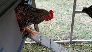 Barred Rock Chicks In Cold Weather [upl. by Henleigh]