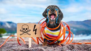 What Did My Dog Dig Up High Voltage Beach Mystery [upl. by Annawal477]