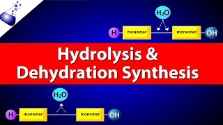 Hydrolysis and Dehydration Synthesis [upl. by Dannica]