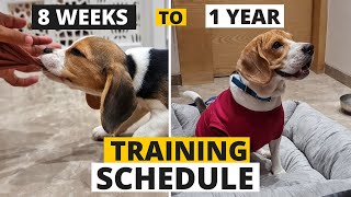 Complete Beagle Puppy Training Schedule by Age [upl. by Cadel734]