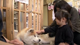 Japan’s Most Faithful Dogs The Akita Inu [upl. by Adnilema]