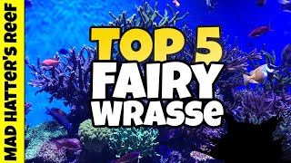 Top 5 Fairy Wrasse For Your Reef Tank [upl. by Uon748]