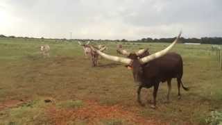 Watusi and Longhorns Fighting [upl. by Cathy]