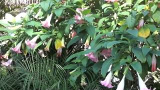 Brugmansia  Angels Trumpet [upl. by Lemrahs]