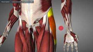 Musculus tensor fasciae latae [upl. by Notla]