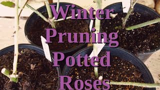 Winter Pruning of Potted Roses [upl. by Weisler]