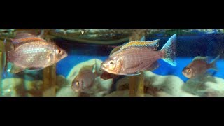 COPADICHROMIS VIRGINALIS FIRE CREST  CALIFORNIACICHLIDSCOM [upl. by Brok843]