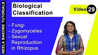 Biological Classification  NEET  Fungi  Zygomycetes  Sexual Reproduction in Rhizopus  Dr Neela [upl. by Chandos]