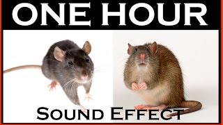 Sound Effects Of Mouse  ONE HOUR  HQ [upl. by Lennor]