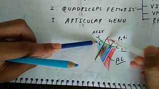 Femoral Nerve  Part 1  Branches  Chart  The Charsi of Medical Literature [upl. by Eylrac]