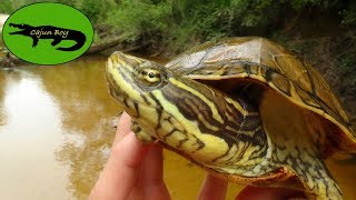 How to catch Turtles [upl. by Morice]