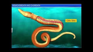 CBSE Class 11 Biology  Hemichordata and Chordata  By Shiksha House [upl. by Akeryt]