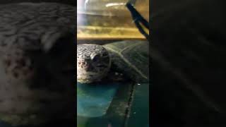 Tortues aquatiques Pelusios castaneus🌟 animaux aquarium reptiles [upl. by Yeaton]