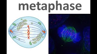 Metaphase of the Cell cycle Mitosis Cell cycle Part 10 [upl. by Tedder629]