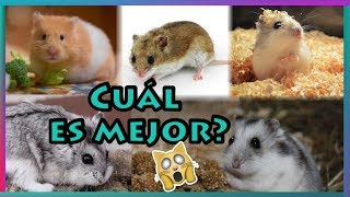 RAZAS DE HAMSTER [upl. by Elbag]