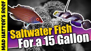 Top 10 Saltwater Fish For a 15 Gallon Aquarium [upl. by Tamar]