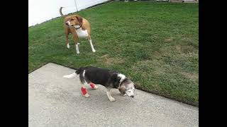 HOH Beagle Misty Haze Outside Walking Cysts After Abscess Strikes Back Myasthenia Gravis Daze Names [upl. by Asiluy]