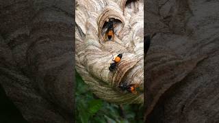 Closeup of bees building a nest🥰  Tropical Forest Bees wasps bee [upl. by Munn]