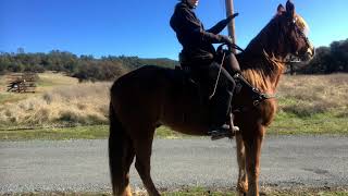 Tennessee Walking Horse vs Missouri Fox Trotter Gaits [upl. by Lauree]