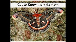 Get to Know the Cecropia Moth  Part 1 [upl. by Farver269]