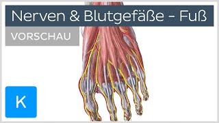 Fuß Blutgefäße und Nerven Vorschau  Anatomie des Menschen  Kenhub [upl. by Assennej739]