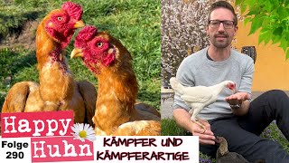 Vom Aussterben bedroht durch Vorurteile Kämpfer und Kämpferartige Hühner im Fokus  HAPPY HUHN E290 [upl. by Chi]