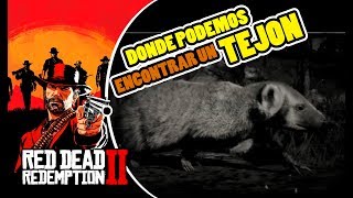 Donde cazar TEJÃ“N  LOCALIZACIÃ“N EN RED DEAD REDEMPTION 2  RDR2 [upl. by Annola]