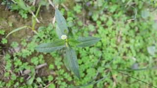 Environmental Experiencefalse daisyEclipta prostratabhringraj medicinal plant [upl. by Toth]