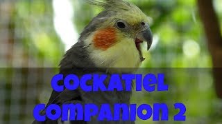 Cockatiel Companion 2 60 minutes of Cockatiel Sounds for your Pet Cockatiel CockatielCompanion [upl. by Shayn]