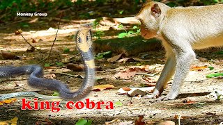 O my god Monkey Asha vs Snake real fighting [upl. by Rairb836]