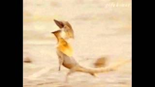 Frilled Lizard Running To Benny Hill Theme [upl. by Sigrid]