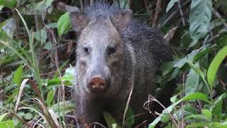 Collared Peccary is unsure about us Dicotyles tajacu [upl. by Hsara]