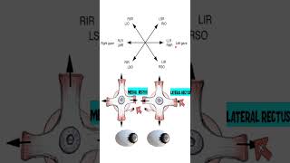 Herrings law ophthalmology [upl. by Anaerda]