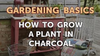 How to Grow a Plant in Charcoal [upl. by Aynor398]