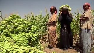 Beeraha SoomaaliyaAgriculture In Somalia [upl. by Kelson]