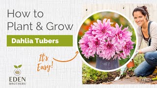 How to Plant and Grow Dahlias [upl. by Assiram496]