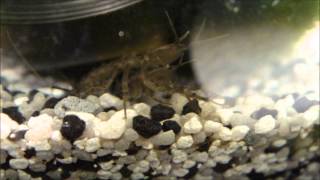 male and female asellus aquaticus  mating waterlouse aquatic sowbug [upl. by Etnaud]