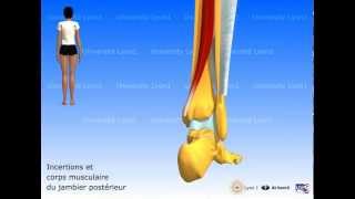 Les muscles de la jambe  loge post  plan profond [upl. by Nalak673]