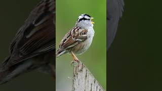 The Whitecrowned Sparrows Vigorous Song  Bird Sounds shorts [upl. by Landa]