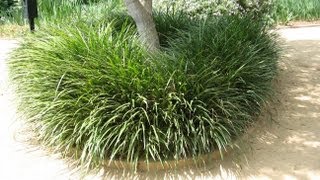 Liriope gigantea  Giant LilyTurf [upl. by Llebana]