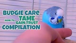 Budgie Care  How to Tame Gain Trust Compilation [upl. by Seraphina]