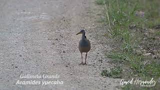 Gallineta Grande  Aramides ypecaha [upl. by Ritch]