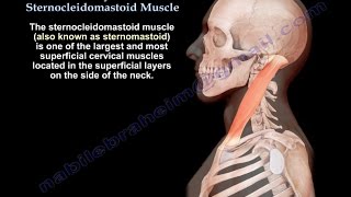 Anatomy Of The Sternocleidomastoid Muscle  Everything You Need To Know  Dr Nabil Ebraheim [upl. by Mcilroy741]